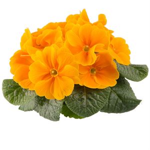 Bild von Primula P10.5 Kleurtonend Orange
